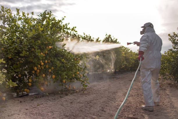 Flea Control Services in Crosbyton, TX