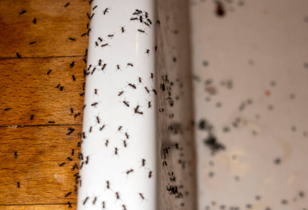 Best Residential Pest Control  in Crosbyton, TX