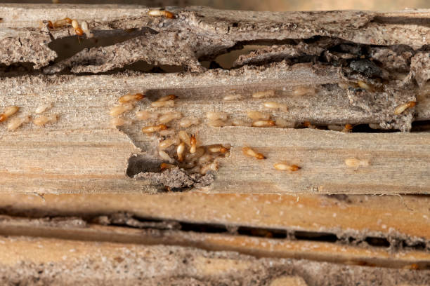 Best Bed Bug Extermination  in Crosbyton, TX
